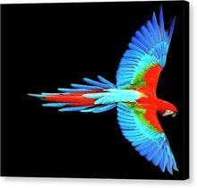 Colorful Parrot In Flight - Canvas Print Canvas Print Pixels 8.000" x 6.625" Black Glossy