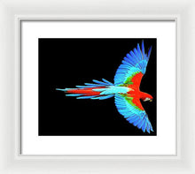 Colorful Parrot In Flight - Framed Print Framed Print Pixels 12.000" x 10.000" White White
