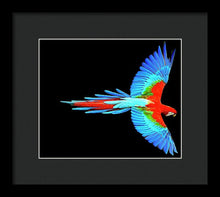Colorful Parrot In Flight - Framed Print Framed Print Pixels 10.000" x 8.375" Black Black