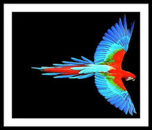Colorful Parrot In Flight - Framed Print Framed Print Pixels 30.000" x 25.000" Black White
