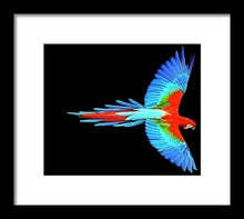 Colorful Parrot In Flight - Framed Print Framed Print Pixels 10.000" x 8.375" Black White
