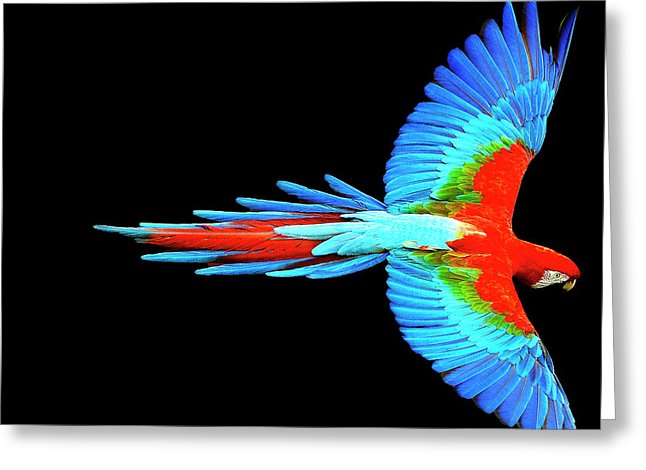 Colorful Parrot In Flight - Greeting Card Greeting Card Pixels Single Card  