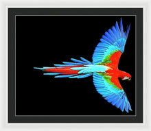 Colorful Parrot In Flight - Framed Print Framed Print Pixels 30.000" x 25.000" White Black