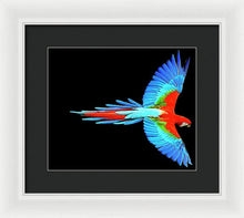 Colorful Parrot In Flight - Framed Print Framed Print Pixels 12.000" x 10.000" White Black