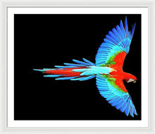 Colorful Parrot In Flight - Framed Print Framed Print Pixels 36.000" x 30.000" White White