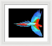 Colorful Parrot In Flight - Framed Print Framed Print Pixels 16.000" x 13.375" White White