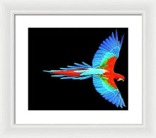 Colorful Parrot In Flight - Framed Print Framed Print Pixels 14.000" x 11.625" White White