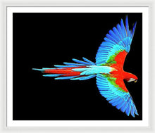 Colorful Parrot In Flight - Framed Print Framed Print Pixels 40.000" x 33.375" White White