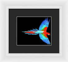 Colorful Parrot In Flight - Framed Print Framed Print Pixels 8.000" x 6.625" White Black