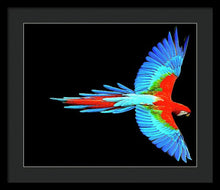 Colorful Parrot In Flight - Framed Print Framed Print Pixels 20.000" x 16.625" Black Black