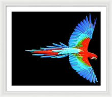 Colorful Parrot In Flight - Framed Print Framed Print Pixels 30.000" x 25.000" White White