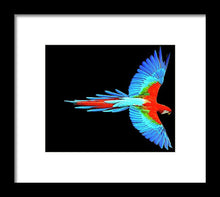 Colorful Parrot In Flight - Framed Print Framed Print Pixels 8.000" x 6.625" Black White