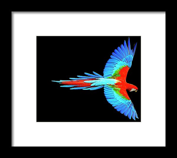 Colorful Parrot In Flight - Framed Print Framed Print Pixels 8.000