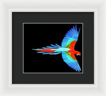 Colorful Parrot In Flight - Framed Print Framed Print Pixels 10.000" x 8.375" White Black