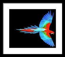 Colorful Parrot In Flight - Framed Print Framed Print Pixels 14.000" x 11.625" Black White