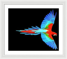 Colorful Parrot In Flight - Framed Print Framed Print Pixels 24.000" x 20.000" White White