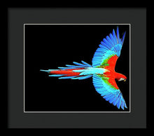 Colorful Parrot In Flight - Framed Print Framed Print Pixels 12.000" x 10.000" Black Black