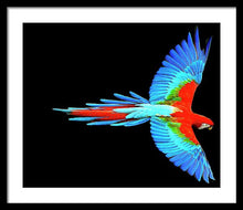 Colorful Parrot In Flight - Framed Print Framed Print Pixels 24.000" x 20.000" Black White