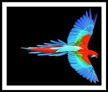 Colorful Parrot In Flight - Framed Print Framed Print Pixels 40.000" x 33.375" Black White