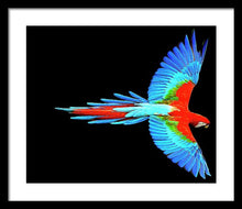 Colorful Parrot In Flight - Framed Print Framed Print Pixels 20.000" x 16.625" Black White