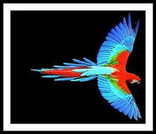 Colorful Parrot In Flight - Framed Print Framed Print Pixels 36.000" x 30.000" Black White