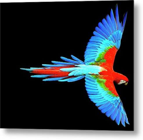 Colorful Parrot In Flight - Metal Print Metal Print Pixels 8.000