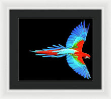 Colorful Parrot In Flight - Framed Print Framed Print Pixels 16.000" x 13.375" White Black