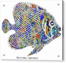 Fish Study 1 - Acrylic Print