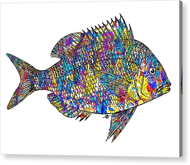 Fish Study 4 - Acrylic Print