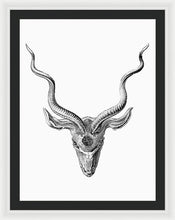 Rubino Buck Horns - Framed Print Framed Print Pixels 27.000" x 36.000" White Black