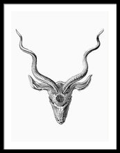 Rubino Buck Horns - Framed Print Framed Print Pixels 22.500" x 30.000" Black White