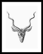 Rubino Buck Horns - Framed Print Framed Print Pixels 15.000" x 20.000" Black White