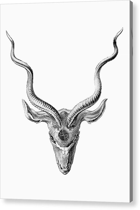 Rubino Buck Horns - Acrylic Print Acrylic Print Pixels 6.000