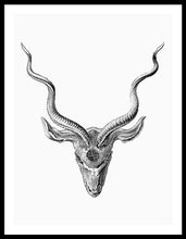 Rubino Buck Horns - Framed Print Framed Print Pixels 30.000" x 40.000" Black White