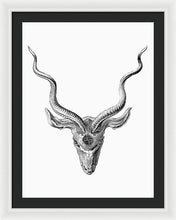 Rubino Buck Horns - Framed Print Framed Print Pixels 22.500" x 30.000" White Black