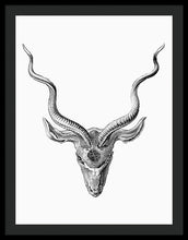 Rubino Buck Horns - Framed Print Framed Print Pixels 27.000" x 36.000" Black Black