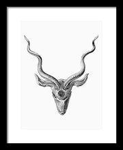Rubino Buck Horns - Framed Print Framed Print Pixels 10.500" x 14.000" Black White