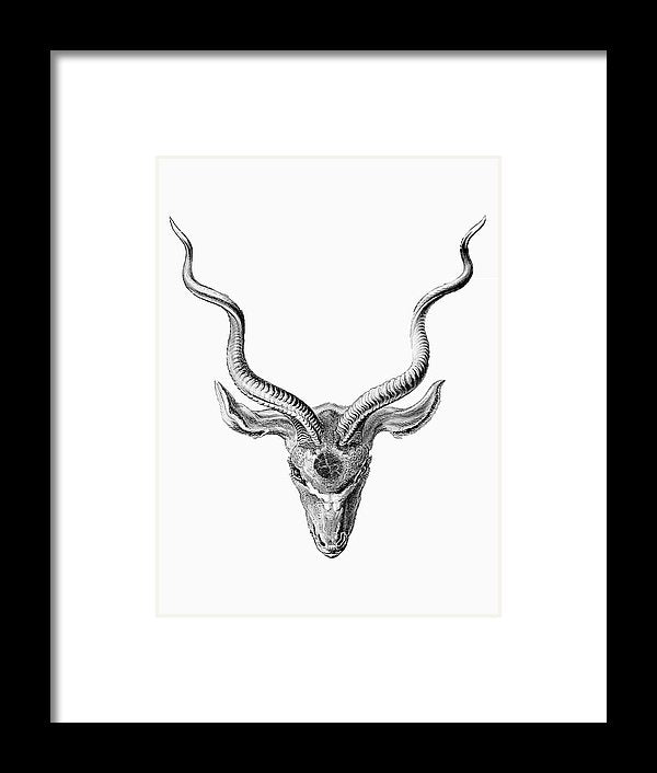 Rubino Buck Horns - Framed Print Framed Print Pixels 6.000