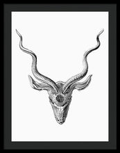 Rubino Buck Horns - Framed Print Framed Print Pixels 22.500" x 30.000" Black Black
