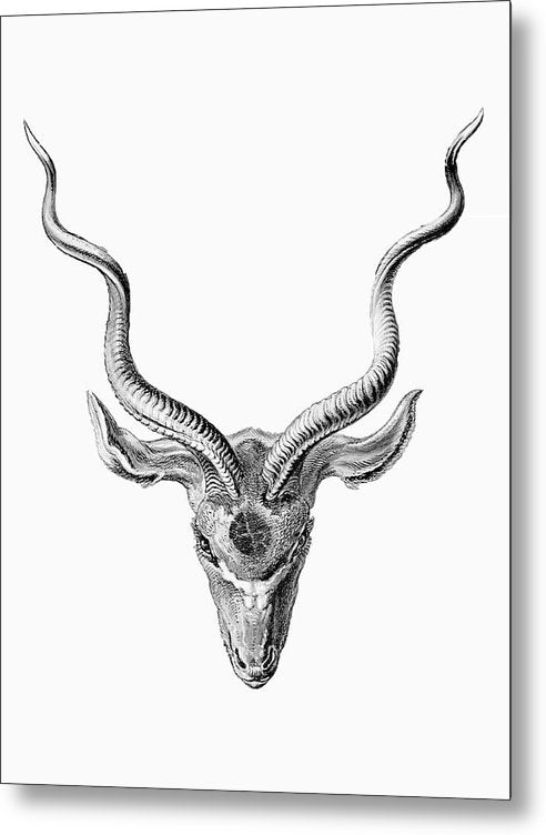 Rubino Buck Horns - Metal Print Metal Print Pixels 6.000