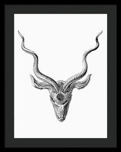 Rubino Buck Horns - Framed Print Framed Print Pixels 18.000" x 24.000" Black Black